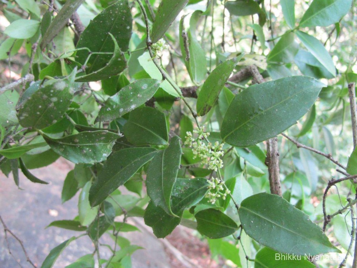 Tetrastigma nilagiricum (Miq.) B.V.Shetty